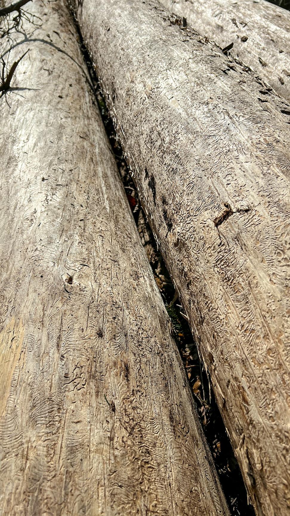 Mass timber